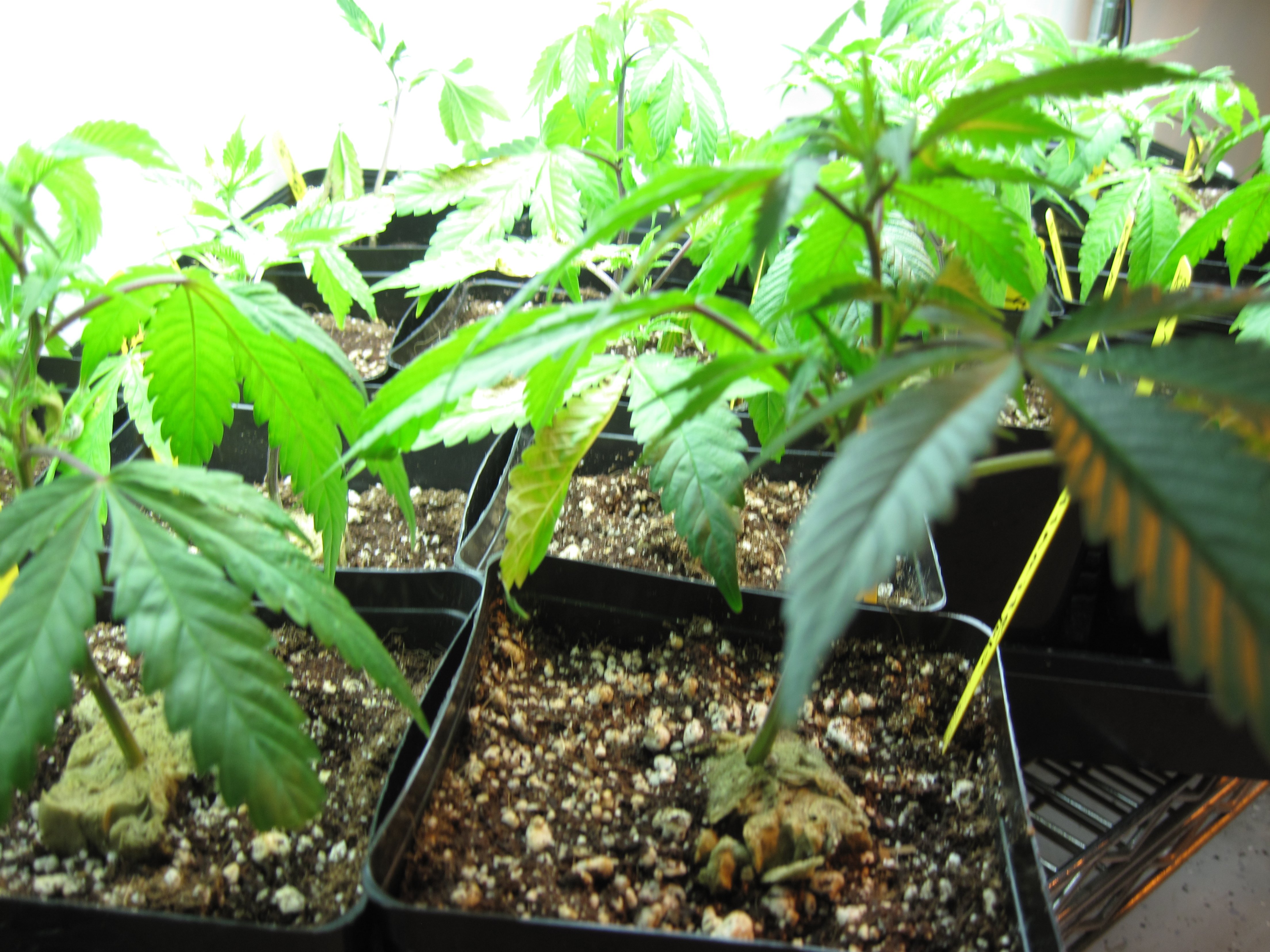 Ohio says no to legalizing marijuana