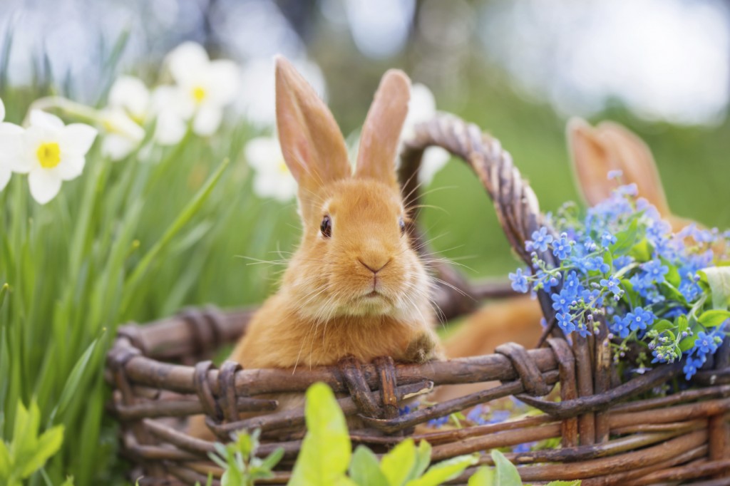 red rabbits outdoor