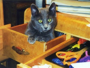 Bolo In Desk Drawer