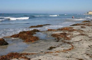 Cardiff state beach